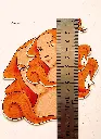 Vénus taille2.webp